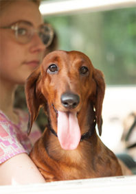 Bad Puppy: Our Review of ‘Wiener-Dog’