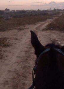 A donkey along a path on a farm