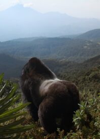 Dominant Males: Our Review of ‘A Gorilla Story: Told by David Attenborough’