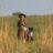 Independence: Our Review of ‘Little House on the Prairie’ in Netflix